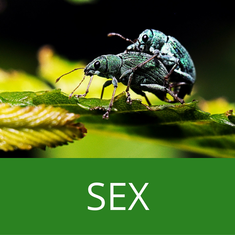 sex