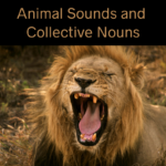 Animal Sounds and Collective Nouns