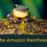 the amazon rainforest