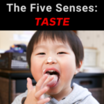 Inglespodcast The Five Senses | Taste - AIRC568