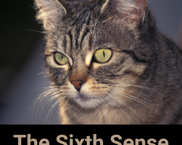 The Sixth Sense - AIRC569