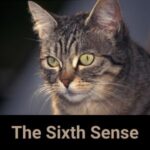 Inglespodcast Inglespodcast