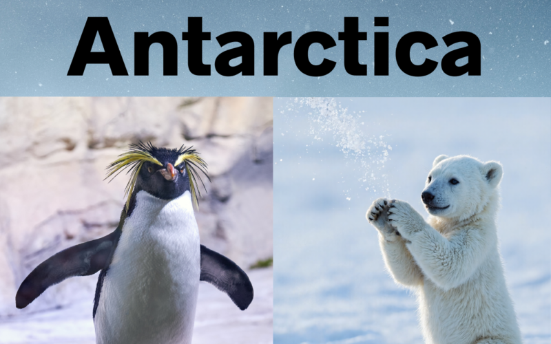 Arctic vs Antarctica: What Makes the Poles So Different?