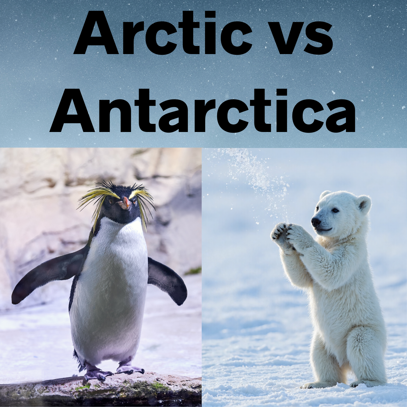 Arctic vs Antarctica: What Makes the Poles So Different?