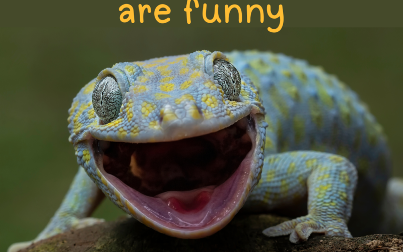 Why English jokes are funny - learn English humour and wordplay - AIRC638